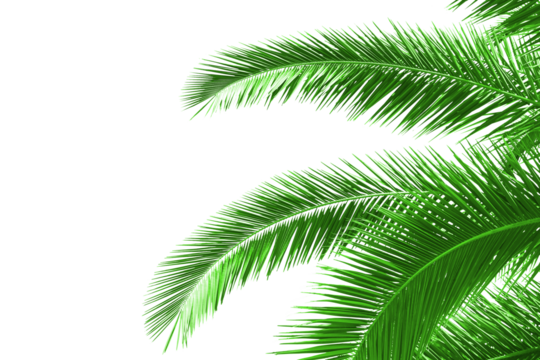 Green palm leaves extending over a white background, creating a natural and vibrant layout suitable for a variety of design projects