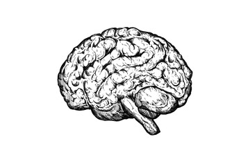 Hand-drawn illustration of a human brain on a white background, in a sketched style, depicting the concept of intelligence or mental health