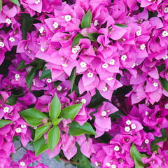 Bright Blooming Bougainvillea Purple Color planted in the Garden. Floral Background. Soft focus