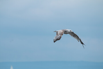 Seagull flying over the sea.