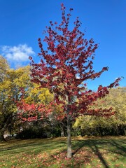 Landscape, view, sea, sunset, sunrise, autumn, winter, afternoon, moon, leaves, leaf, parks, sunny, sky, good weather
