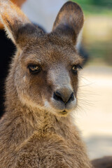 Fototapeta premium 睨むカンガルー 20240503-1