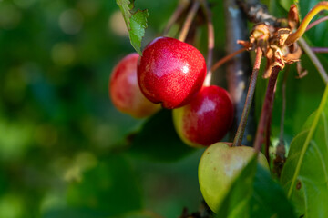 unripe red cherries on the branch of a tree, spring fruit