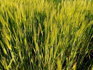 Texture of ears of green wheat in the field in summer. Agriculture themes and agricultural backgrounds and textures.