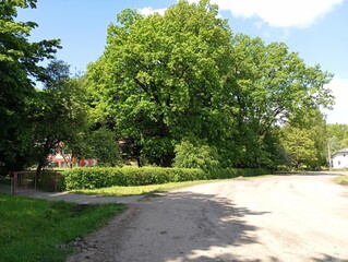 A rural road with removed asphalt next to a park with large green oak trees. The topic of bad roads and their repair.