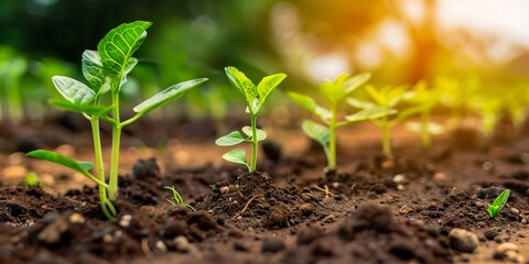 A field of green plants growing in the sun.