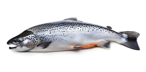 Obraz premium Salmon fish isolated on white background