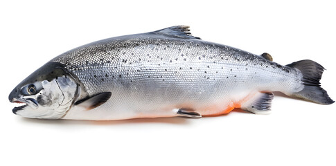 Naklejka premium Salmon fish isolated on white background