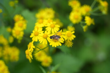 bee on dandelion