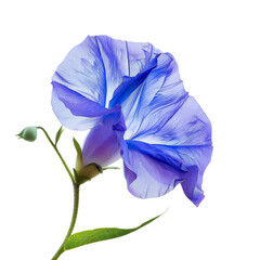 Photo of Butterfly pea flower, Isolated on white background
