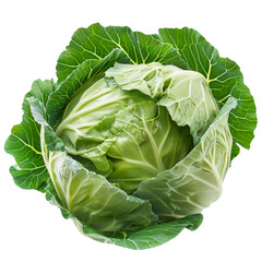 Fototapeta premium Photo of cabbage, Isolated on white background