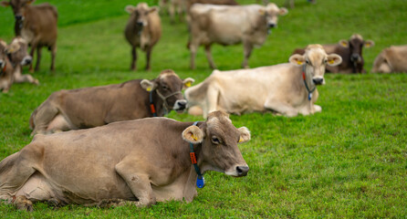 Cow on a summer pasture. Herd of cows grazing in Alps. Holstein cows, Jersey, Angus, Hereford,...
