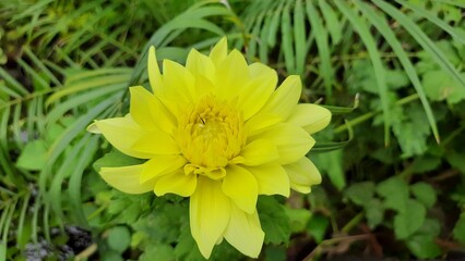 Close up of Beautiful Dahlia Seasonal Flower