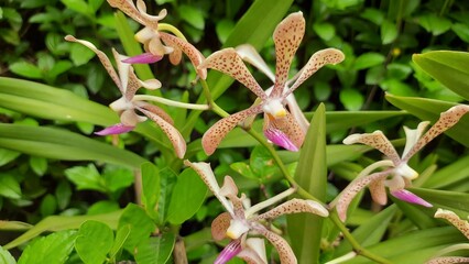 Beautiful and Unique Spring Season Orchid of Assam, Northeast India