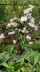 White Phalaenopsis Orchid also known as moth orchids in a unique presentation