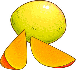 Mango Fruits Colored Detailed Illustration. Organic natural nutritional healthy food ingredient, vegetarian diet product.
