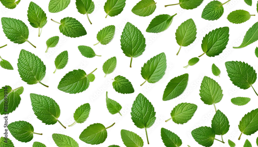 Wall mural leaves mint falling backgroun green leaf spearmint menthol peppermint spice fresh freshness white ga