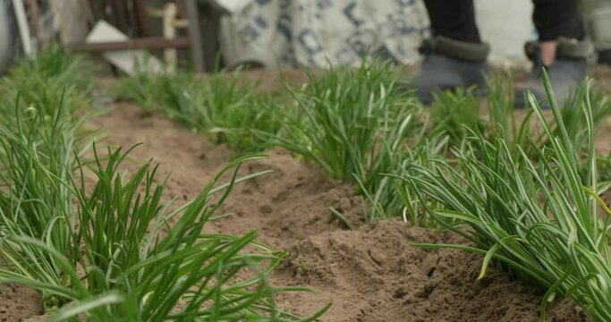 Having planted flowers, a woman waters them with water from a watering can so that they grow and do not die. A woman waters neat rows of freshly planted flowers in her garden.