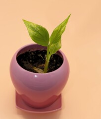 Young Turmeric Leaves, Newborn Plant Buds in Pink Pot, vertical studio Photo, Isolated on Cream Background
