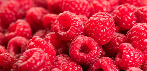 Raspberry fresh berries closeup, ripe fresh organic Raspberries red background, macro shot. Harvest concept. 