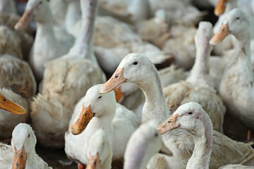 Group of ducks on organic ecological farm