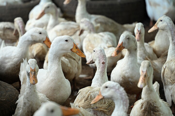 Large group of white ducks at a farm yard