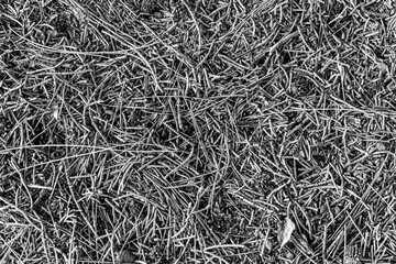fall gray lying pine needles season background, autumn nature black and white texture of a ground,...