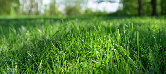 Close up of green lawn on a sunny day. Selective focus.
