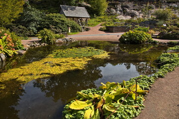 Pond in botanical garden in Göteborg, Sweden, Europe

