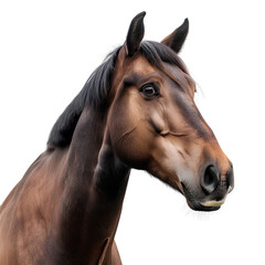 Obraz premium Horse Portrait in Natural Lighting, isolated, transparent background, white background, no background