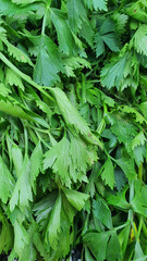 Close up pile of fresh celery placed together in local market as a background. 