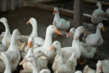 Group of domestic ducks on the rural farm