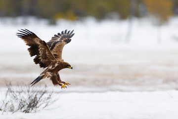 Águila esteparia a punto de tomar tierra.