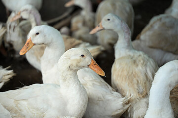 Group of ducks on organic ecological farm