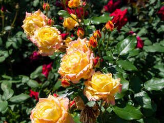 植物園に咲くオレンジ色の薔薇