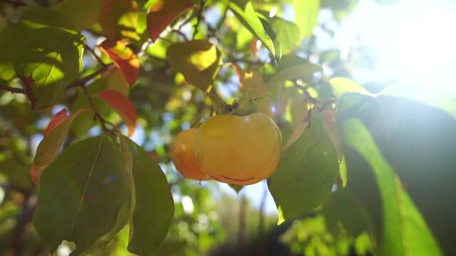 Ripe persimmons adorn tree branches. Persimmons hang from tree branches with vibrant leaves in autumn-kissed garden, showcasing nature seasonal transition. Organic agriculture production. Eco farming