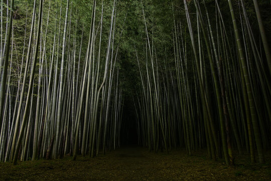 「闇夜」の写真素材 | 1,701件の無料イラスト画像 | Adobe Stock