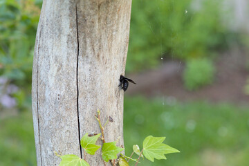 Carpenter bee at the entrance hole to their brood chambers on a log. Green bokeh background. Copy...