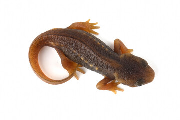 Baby Himalayan Newt or Crocodile Newt (Tylototriton verrucosus) is a species of newt found in...
