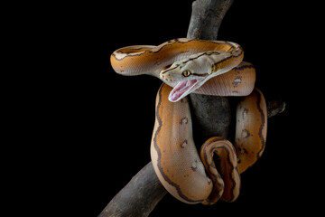 Orange Glow Motley Reticulated Python (Malayopython reticulatus).
The species a morph python native to Southeast Asia.