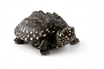 Obraz premium The Black Pond Turtle (Geoclemys hamiltonii) is a freshwater turtle found in South Asia (Paksitan, India, Bangladesh and Sri Lanka).