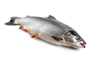 Naklejka premium Salmon fish isolated on white background