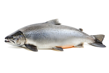 Naklejka premium Salmon fish isolated on white background