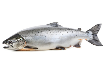 Obraz premium Salmon fish isolated on white background