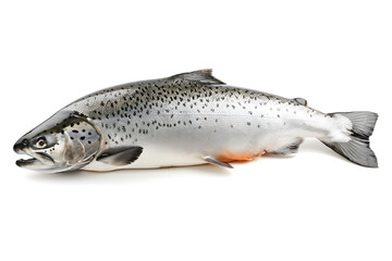 Obraz premium Salmon fish isolated on white background