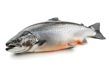 Naklejka premium Salmon fish isolated on white background