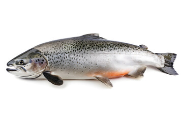 Naklejka premium Salmon fish isolated on white background