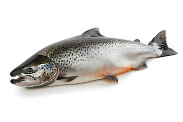 Obraz premium Salmon fish isolated on white background