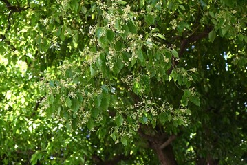 Camphor tree ( Cinnamonum camphora ) flowers. Lauraceae evergreen tree. It produces panicles in early summer and produces small pale yellow flowers.