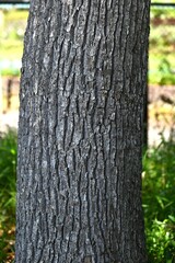 Camphor tree ( Cinnamonum camphora ) flowers. Lauraceae evergreen tree. It produces panicles in early summer and produces small pale yellow flowers.